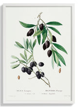 Olive Tree - Kuriosis Fine Art GmbH