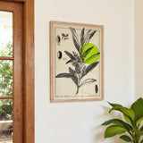 Olive Tree Antique - Kuriosis Fine Art GmbH