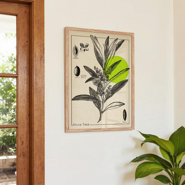 Olivenbaum Antik - Kuriosis Fine Art GmbH