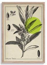 Olive Tree Antique - Kuriosis Fine Art GmbH