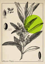 Olive Tree Antique - Kuriosis Fine Art GmbH