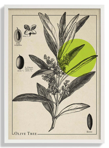 Olive Tree Antique - Kuriosis Fine Art GmbH