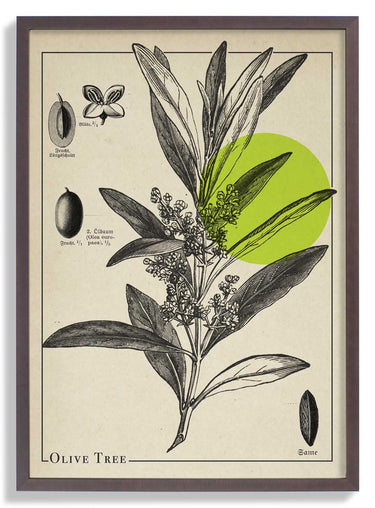 Olive Tree Antique - Kuriosis Fine Art GmbH