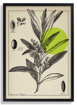 Olive Tree Antique - Kuriosis Fine Art GmbH