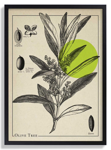 Olive Tree Antique - Kuriosis Fine Art GmbH