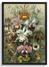 Orchideae Lilly Flowers by Ernst Haeckel - Kuriosis Fine Art GmbH