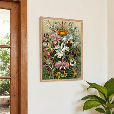 Orchideae Lilly Flowers von Ernst Haeckel – Kuriosis Fine Art GmbH