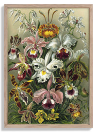 Orchideae Lilly Flowers by Ernst Haeckel - Kuriosis Fine Art GmbH