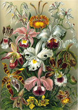Orchideae Lilly Flowers by Ernst Haeckel - Kuriosis Fine Art GmbH
