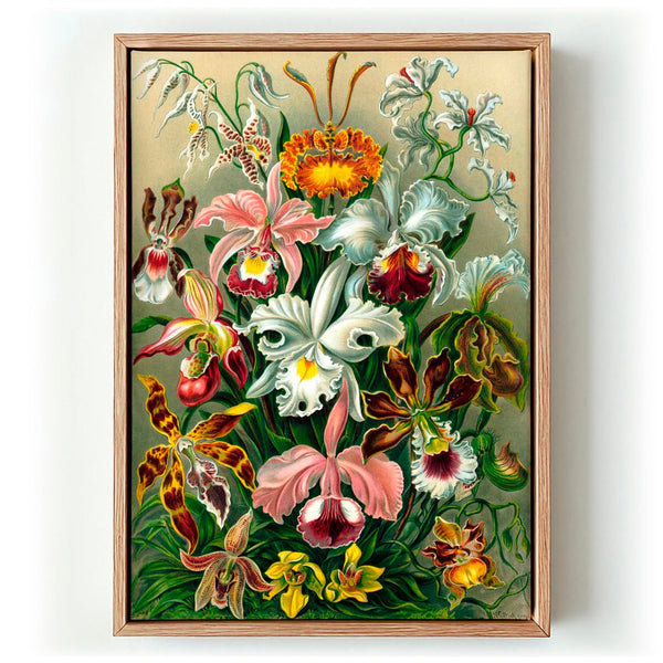 Orchideae Lilly Flowers von Ernst Haeckel - Leinwandbild von Kuriosis Fine Art