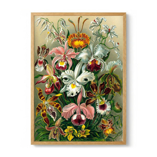Orchideae Lilly Flowers by Ernst Haeckel - Kuriosis Fine Art GmbH