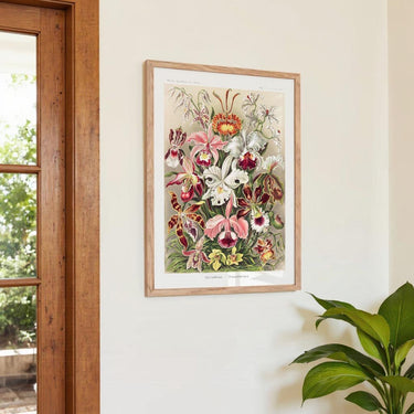 Orchideae Lilly Flowers von Ernst Haeckel mit Rand - Kuriosis Fine Art GmbH