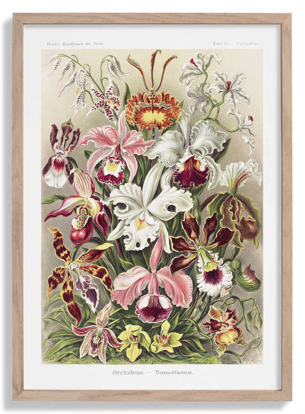 Orchideae Lilly Flowers von Ernst Haeckel with borders