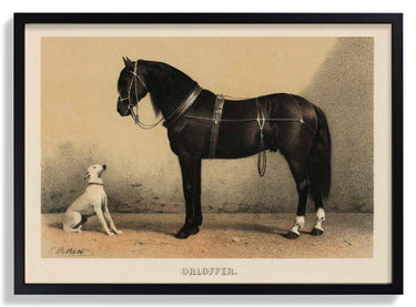 Orloff Pferd & Hund - Kuriosis Fine Art GmbH