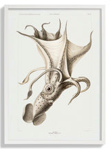 Pale Squid - Kuriosis Fine Art GmbH