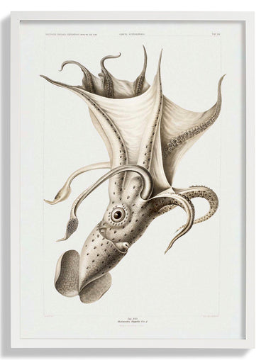 Pale Squid - Kuriosis Fine Art GmbH