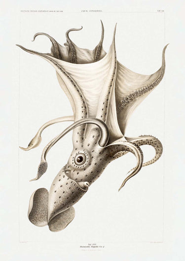 Pale Squid - Kuriosis Fine Art GmbH