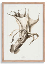 Pale Squid - Kuriosis Fine Art GmbH