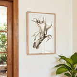 Pale Squid - Kuriosis Fine Art GmbH