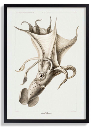 Pale Squid - Kuriosis Fine Art GmbH
