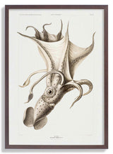 Pale Squid - Kuriosis Fine Art GmbH