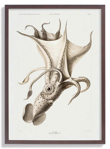 Pale Squid - Kuriosis Fine Art GmbH