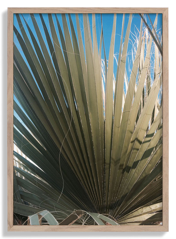 Palm Fan von Andrea Schindler