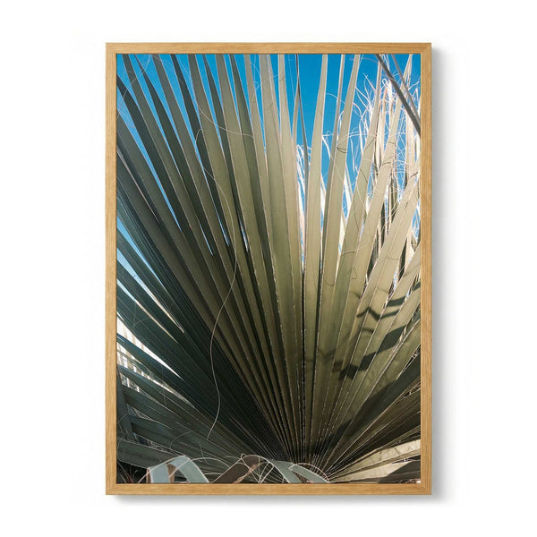 Palm Fan von Andrea Schindler
