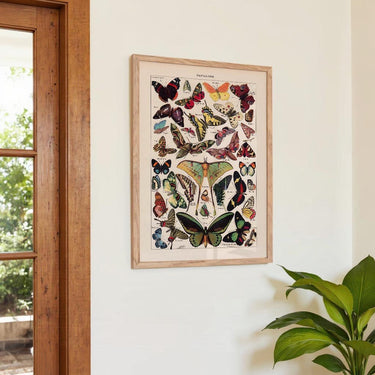 Papillons Larousse - Kuriosis Fine Art GmbH