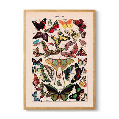 Papillons Larousse