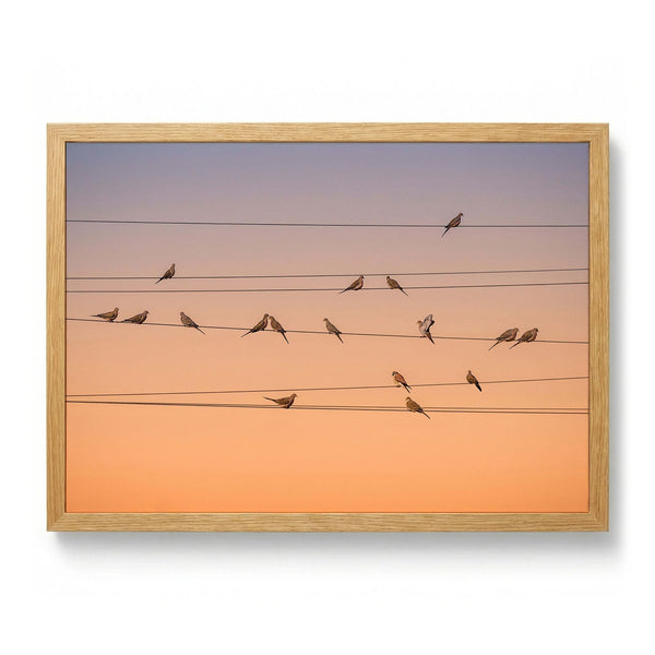 Peaceful Doves Golden Hour by John Fan