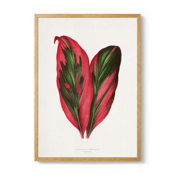 Pink Dracaena Terminalis Leaf Illustration de Les Plantes a Feuillage Colore