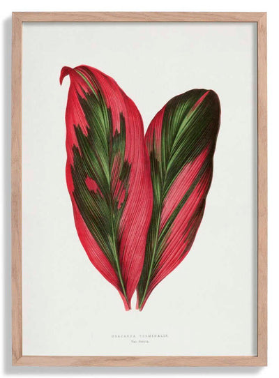 Pink Dracaena Terminalis Leaf Illustration door Les Plantes a Feuillage Colore