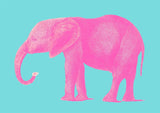Pink Elephant Animal - Kuriosis Fine Art GmbH