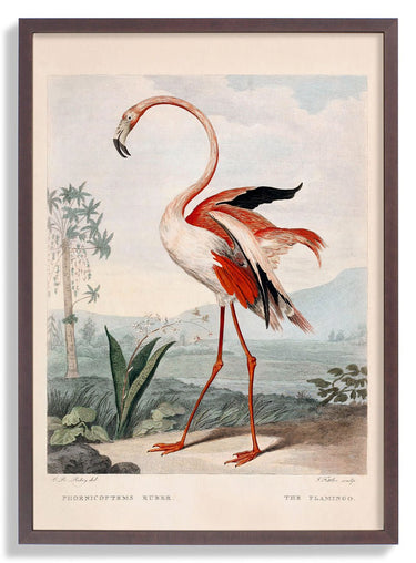 Pink Flamingo - Kuriosis Fine Art GmbH