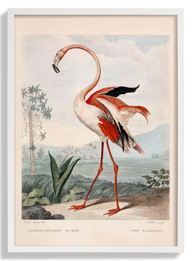 Pink Flamingo - Kuriosis Fine Art GmbH