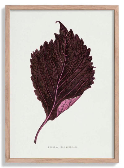 Pink Perilla Nankinensis Leaf Illustration door Les Plantes a Feuillage Colore