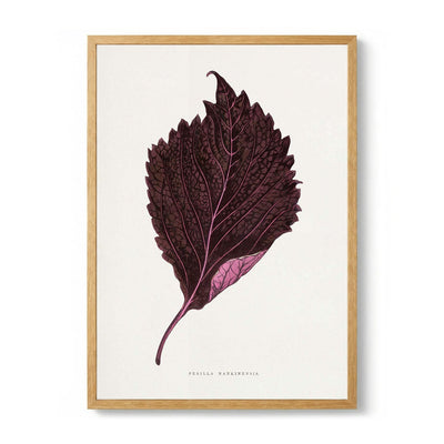 Pink Perilla Nankinensis Leaf Illustration di Les Plantes a Feuillage Colore