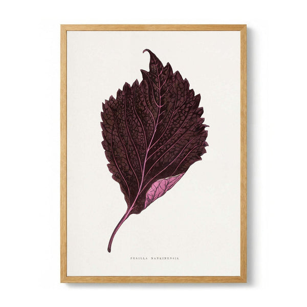 Pink Perilla Nankinensis Leaf Illustration de Les Plantes a Feuillage Colore
