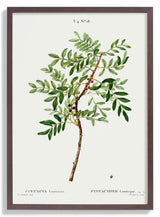 Pistachio - Kuriosis Fine Art GmbH