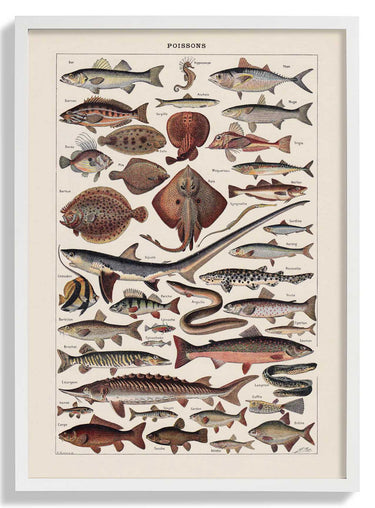 Poissons Fish - Kuriosis Fine Art GmbH