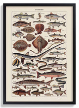 Poissons Fish - Kuriosis Fine Art GmbH