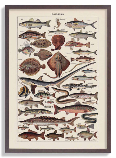 Poissons Fish - Kuriosis Fine Art GmbH