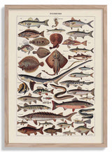 Poissons Fish - Kuriosis Fine Art GmbH