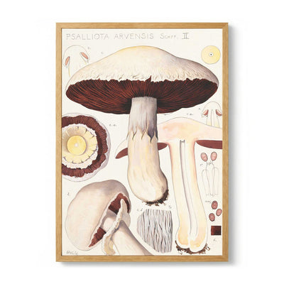 Psalliota Arvensis Schff. II by Hans E. Walty
