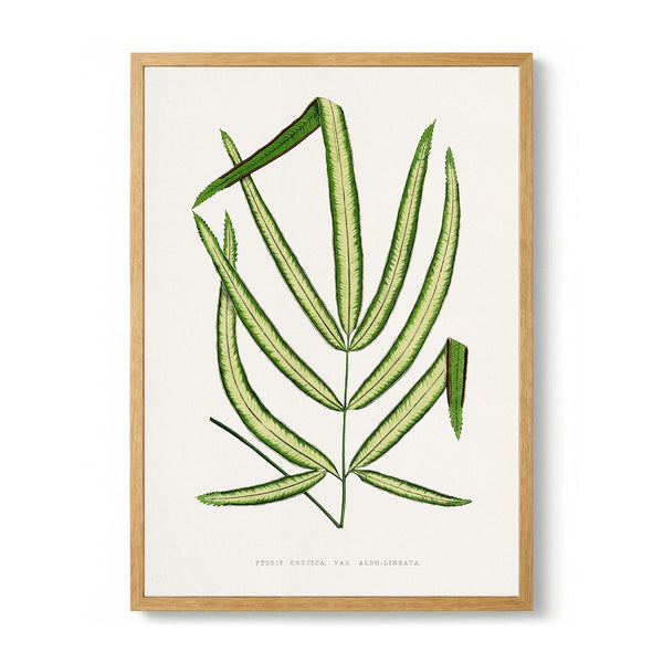 Pteris Cretica Leaf Illustration by Les Plantes a