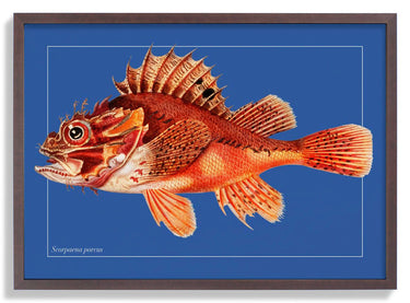 Punk Fish - Kuriosis Fine Art GmbH