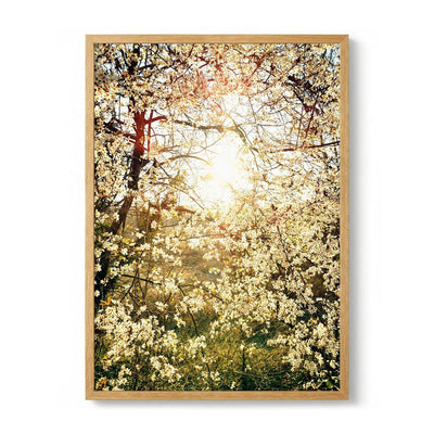 Radiant Spring Blossoms by Angelo Cerantola