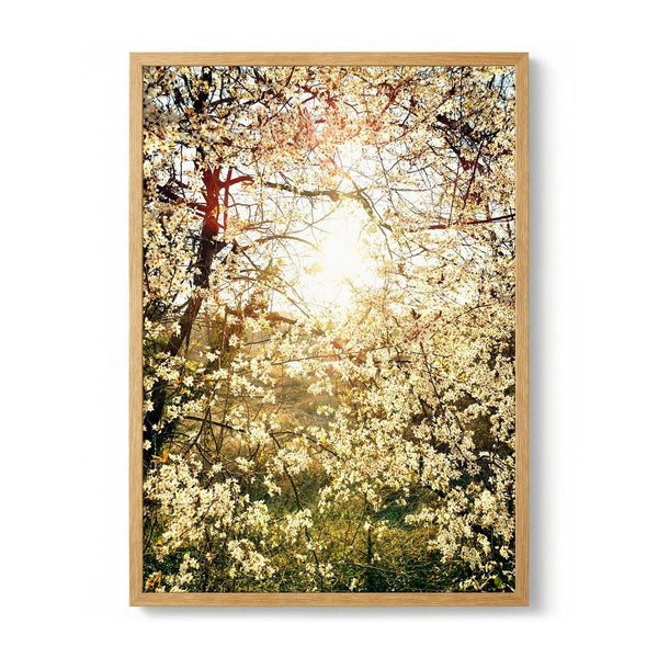 Radiant Spring Blossoms by Angelo Cerantola