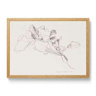 Radish Botanical Drawing von Catalina Somolinos